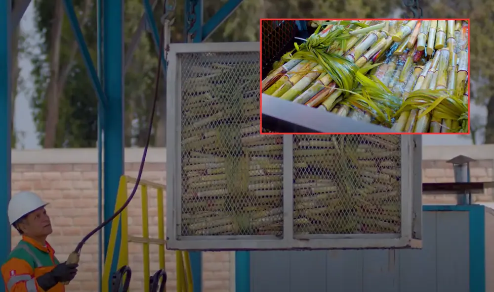 La producción de etanol en Perú avanza con más de 20.000 hectáreas de caña de azúcar. Foto: composición/Perú Caña La producción de etanol en Perú avanza con más de 20.000 hectáreas de caña de azúcar. Foto: composición/Perú Caña