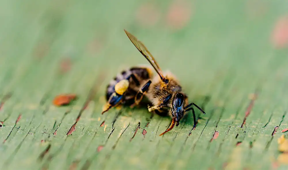 El clorotalonil, usado en la agricultura, está afectando la reproducción de las abejas y otros insectos. Foto: IStock