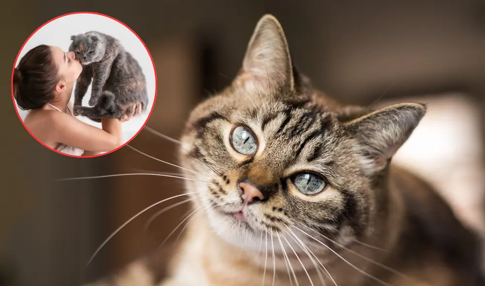 Los gatos eligen mayormente mujeres como su persona favorita. Foto: Composición LR