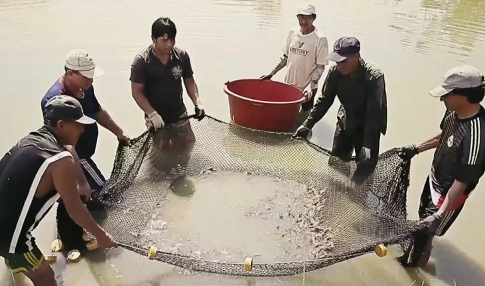 los créditos otorgados por el FONDEPES no incluyen la entrega de dinero en efectivo