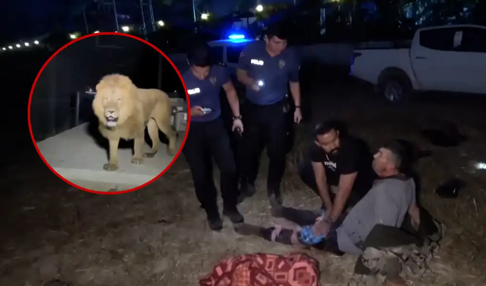 Zeus, el león, fue abatido cerca de un canal tras horas de búsqueda policial en Turquía. Foto: iHA Zeus, el león, fue abatido cerca de un canal tras horas de búsqueda policial en Turquía. Foto: iHA