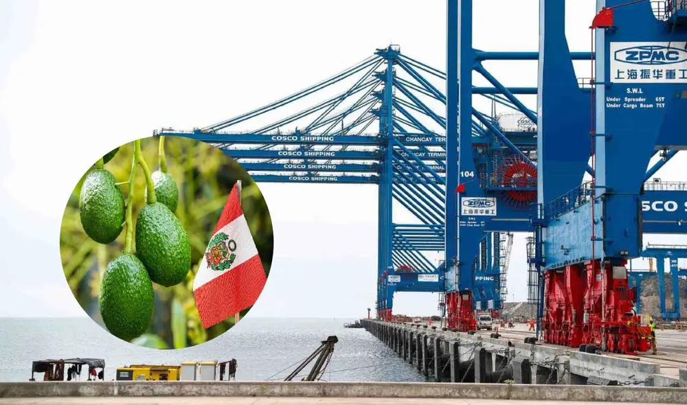 Palta peruana es el producto de mayor exportación hacia mercados de China, a través del puerto de Chancay.