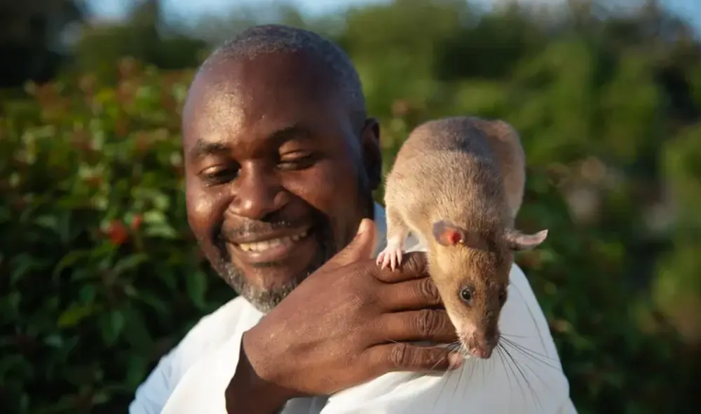 Apoyada por la ONG APOPO, Carolina fue homenajeada tras retirarse. Vive en un espacio acondicionado donde pasará sus últimos años. Foto: HeroRats