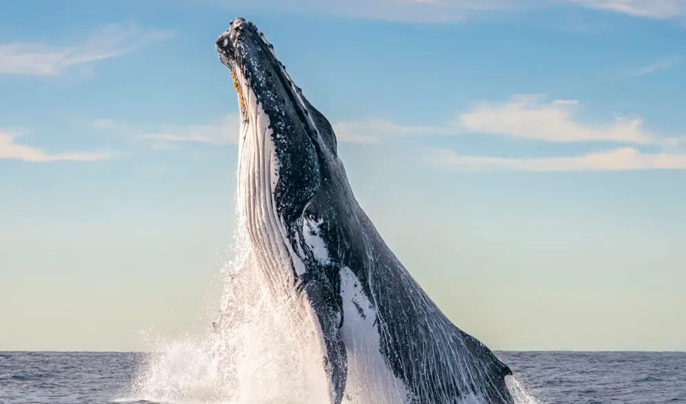 Ballenas jorobadas podrán ser vistas en Piura y Tumbes entre los meses de julio y octubre. Ballenas jorobadas podrán ser vistas en Piura y Tumbes entre los meses de julio y octubre.