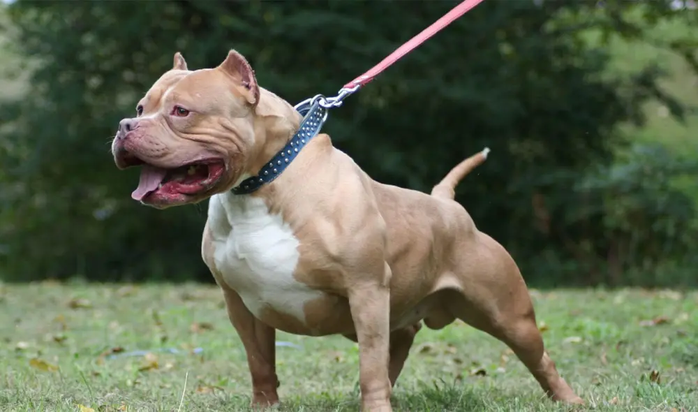 Un bebé de un año fue atacado por el perro pitbull en EE.UU. Un bebé de un año fue atacado por el perro pitbull en EE.UU.