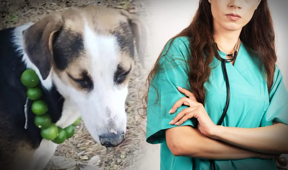 Muchos creen que un collar de limones ayuda a mejorar los malestares de nuestras mascotas, lo que puede tener graves consecuencias según la veterinaria Vanessa Angulo. Foto: Composición LR Muchos creen que un collar de limones ayuda a mejorar los malestares de nuestras mascotas, lo que puede tener graves consecuencias según la veterinaria Vanessa Angulo. Foto: Composición LR
