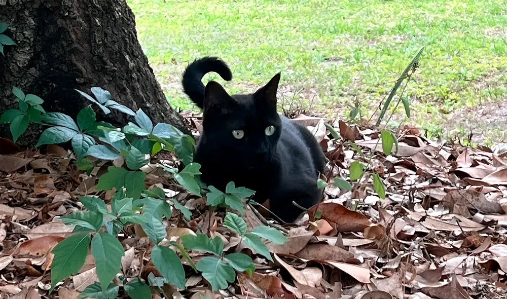 El gato Pepper, cuyo dueño trabaja en la Universidad de Florida, encontró una musaraña que tenía un virus. Foto: Universidad de Florida