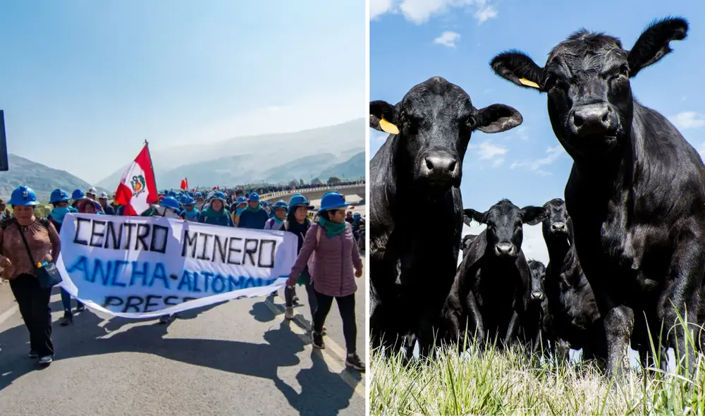 Transportistas de ganado se quedan sin suministros para alimentar a sus animales. Transportistas de ganado se quedan sin suministros para alimentar a sus animales.