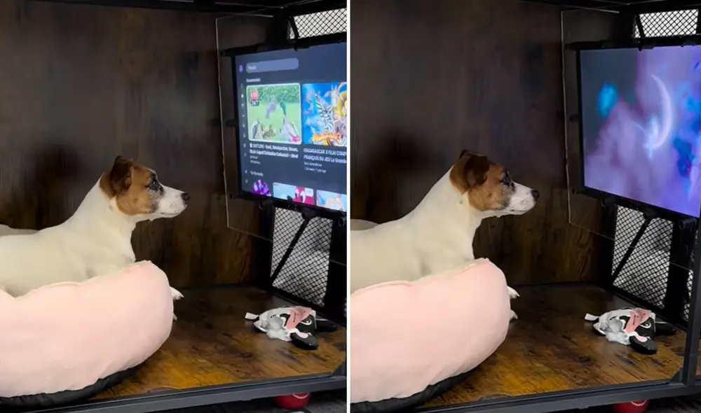 "Cuando tienes tele pero no responsabilidades", reaccionaron usuarios sobre clip viral en TikTok