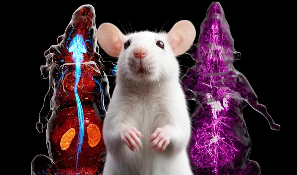 Científicos mapearon con alta precisión todo el sistema nervioso periférico de un ratón. Foto: composición LR / Cell / Freepik