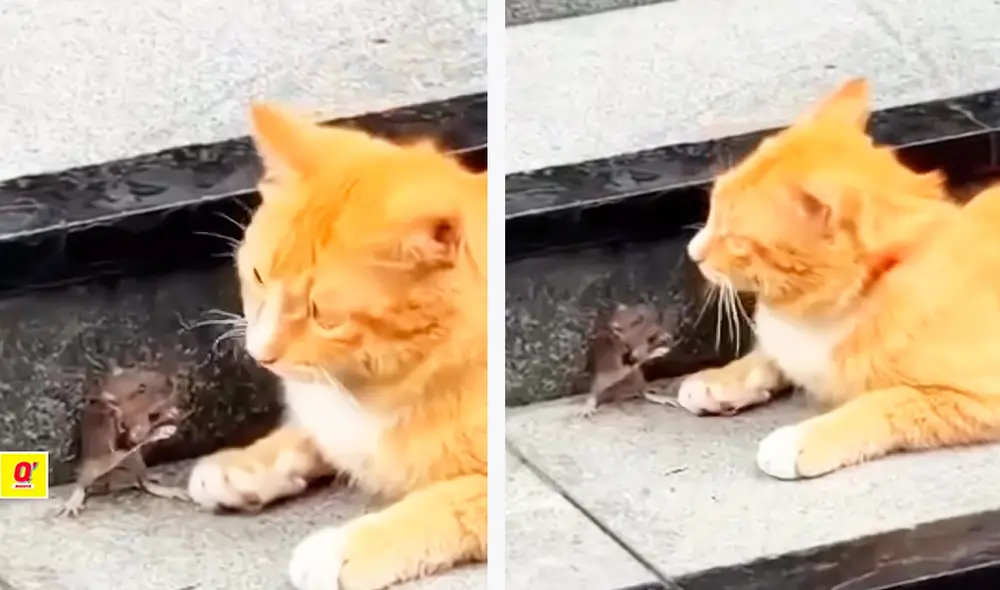 Un video de TikTok sorprendió a los usuarios al mostrar una escena real entre un gato y un ratón, reminiscentes de las aventuras de "Tom y Jerry".