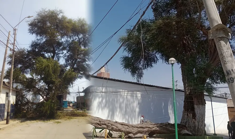 Vecinos se alertaron por estruendo que generó caída de árbol. Foto: Difusión. Vecinos se alertaron por estruendo que generó caída de árbol. Foto: Difusión.