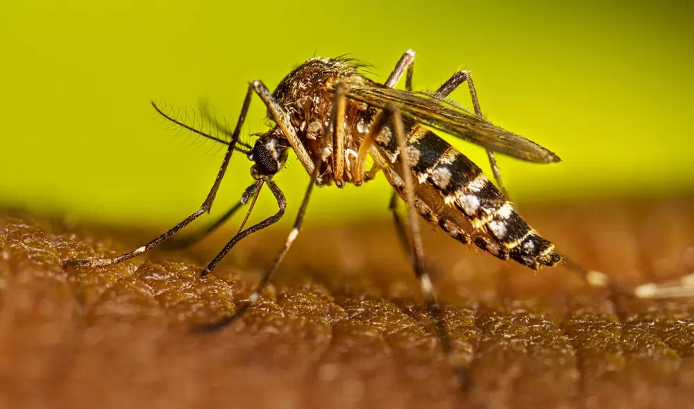 Los mosquitos trasmisores de dengue y malaria serán identificados en tiempo real gracias a una IA.