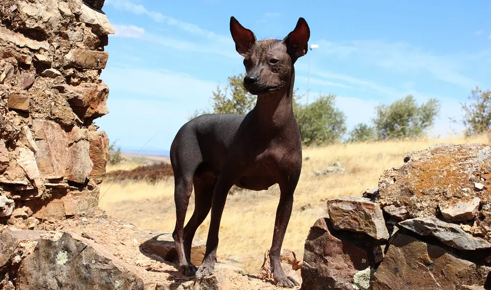 Nuevos hallazgos revelan como se introdujo el perro a Sudamérica y su relación con los humanos. Foto: Kantu Nuevos hallazgos revelan como se introdujo el perro a Sudamérica y su relación con los humanos. Foto: Kantu