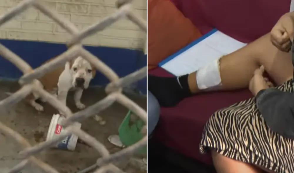 El presunto dueño del pitbull, quien señaló no tenerlo como mascota, no se ha hecho responsable de los gastos. El presunto dueño del pitbull, quien señaló no tenerlo como mascota, no se ha hecho responsable de los gastos.