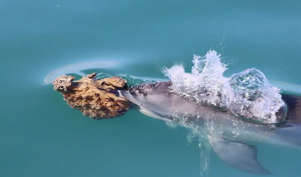Delfines en Australia llevan una esponja en sus hocicos para facilitar la caza de peces. Foto: Shark Bay Dolphin Research Project