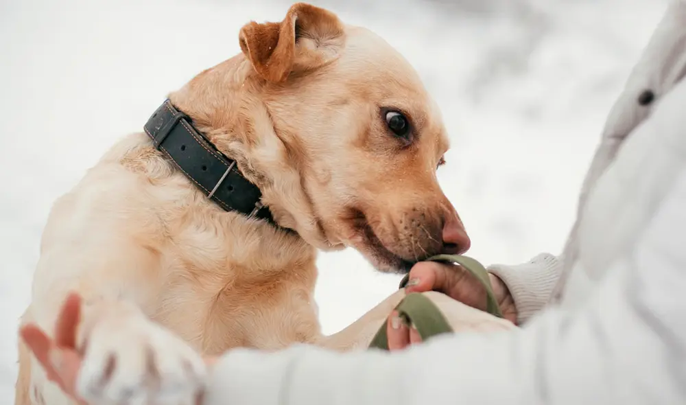 Unos perros entrenados identificaron el Parkinson en muestras de piel durante un experimento. Foto: IStock
