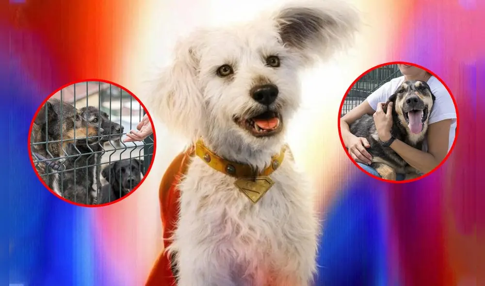 El icónico perro de Superman está ayudando a mascotas a encontrar un hogar.