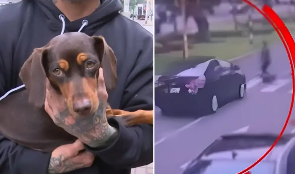 Perrita Salchicha huyó tras el accidente que ocurrió en la Av. Roca y Boloña. Foto: Composición LR/ATV Noticias