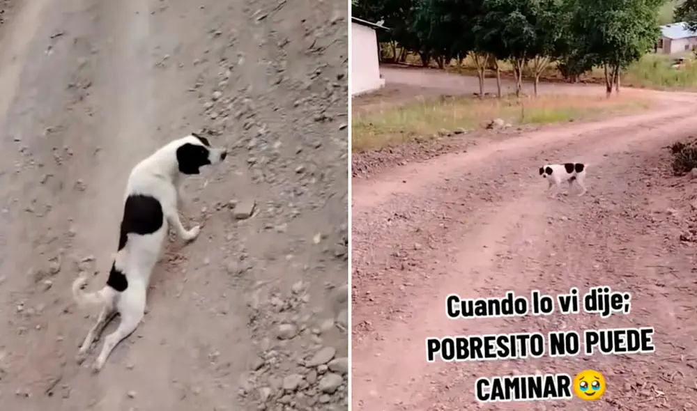 Aparentemente, el perro quería generar compasión en quienes lo veían
