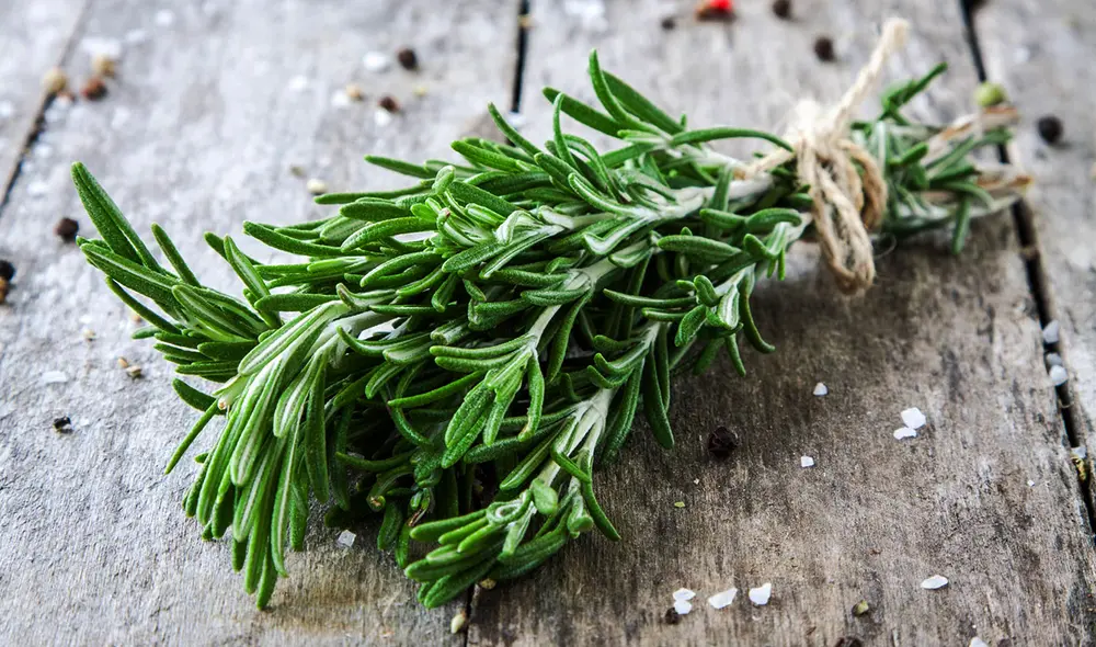 El romero está relacionado a la mejora de memoria,  reduce la ansiedad y protección contra el Alzheimer. Foto: Pexels