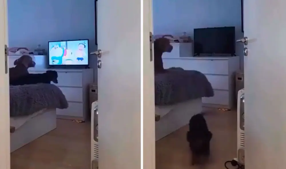 Al apagar el televisor, los perros reaccionaban rápidamente para reclamar a su dueño.