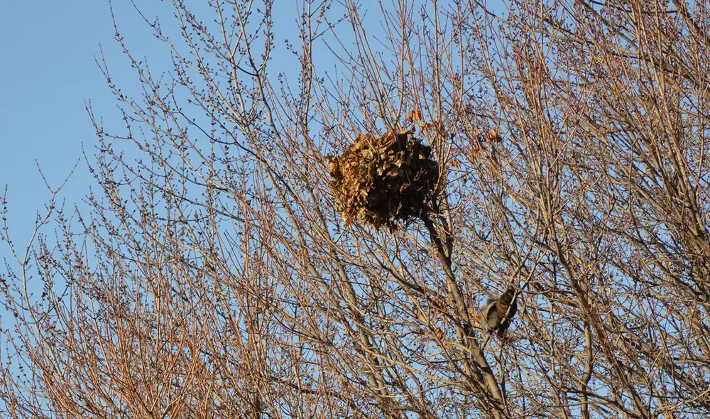 Las ardillas también construyen estructuras similares a los nidos de aves en los árboles. Foto: IStock