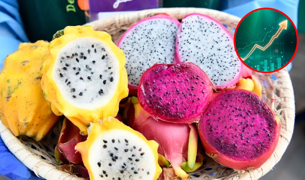 La pitahaya peruana pasó del consumo doméstico a una exportación en aumento