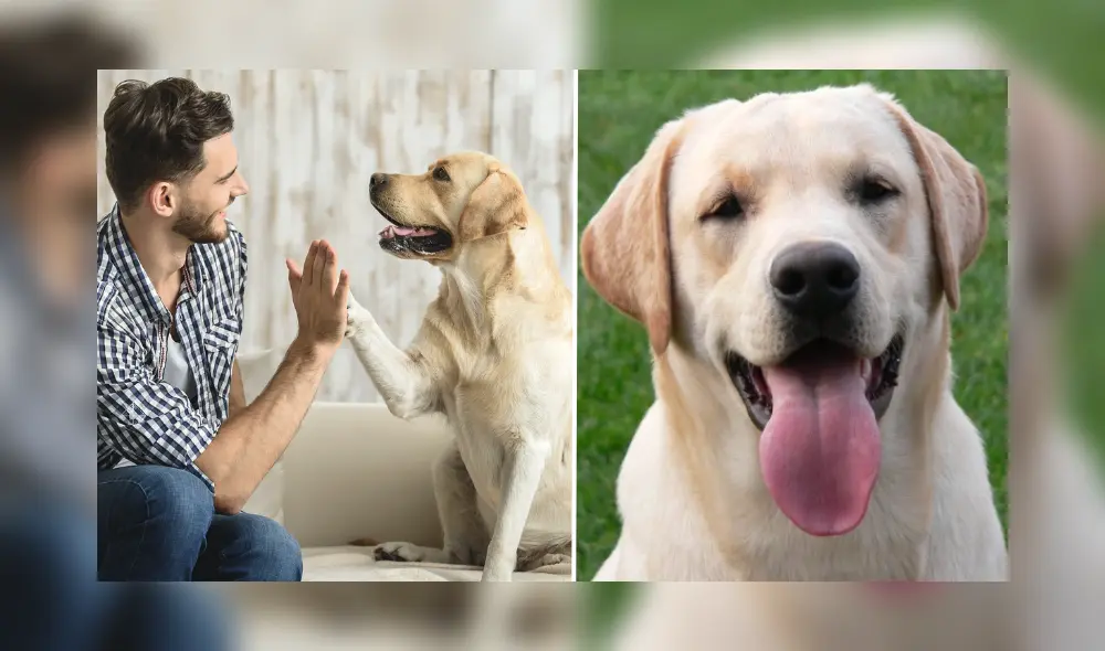 Día Mundial del Perro ha sido respaldado por organizaciones como la Fundación Mundial de los Animales. Día Mundial del Perro ha sido respaldado por organizaciones como la Fundación Mundial de los Animales.