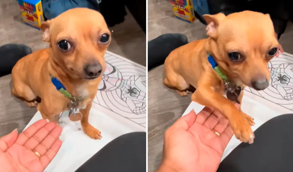 El video de un chihuahua que solo obedece órdenes en español se ha vuelto viral en TikTok.