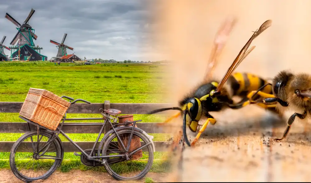 Un niño de 2 años en Tailandia perdió la vida tras una reacción alérgica a ataque de avispas.