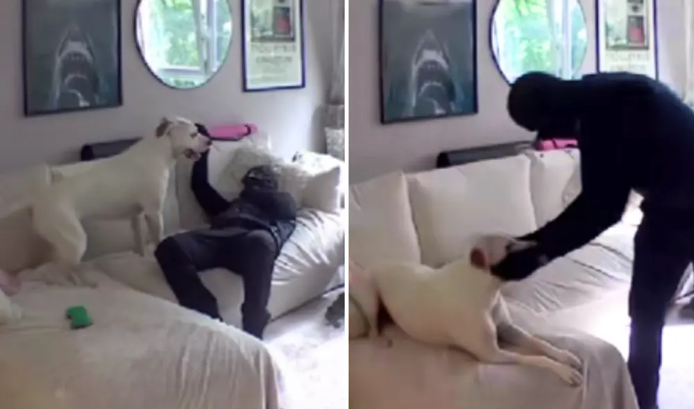 Ladrón se puso a jugar con perrito mientras robaba una casa.