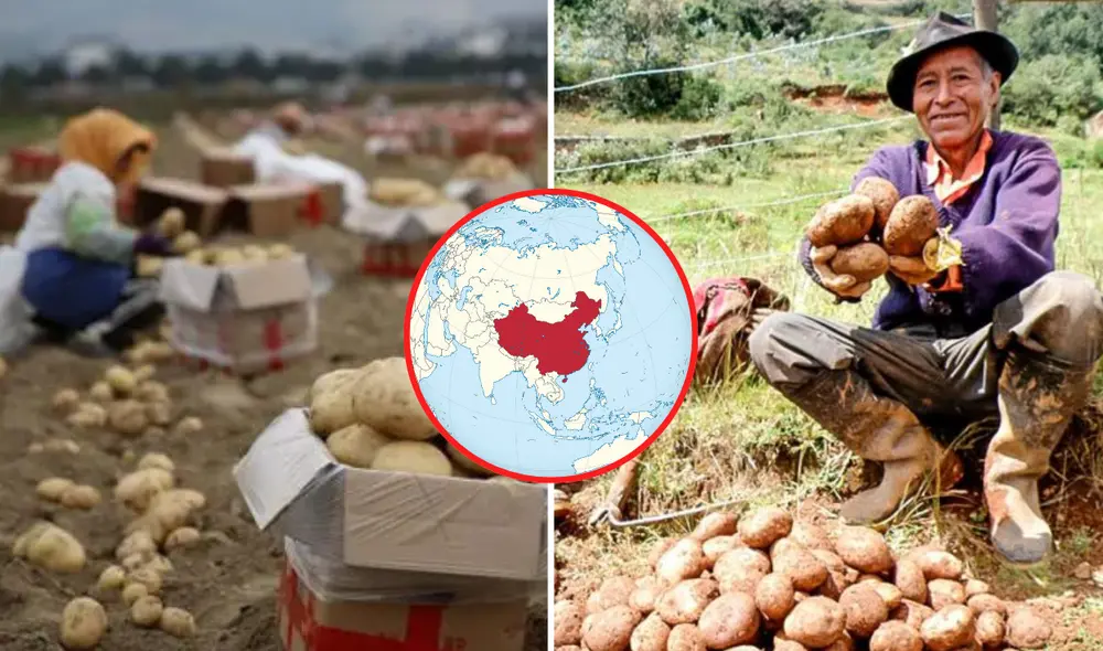 Perú ocupa el puesto 12 a nivel mundial como productor de papa debido a la falta de avances tecnológicos en zonas rurales. Perú ocupa el puesto 12 a nivel mundial como productor de papa debido a la falta de avances tecnológicos en zonas rurales.