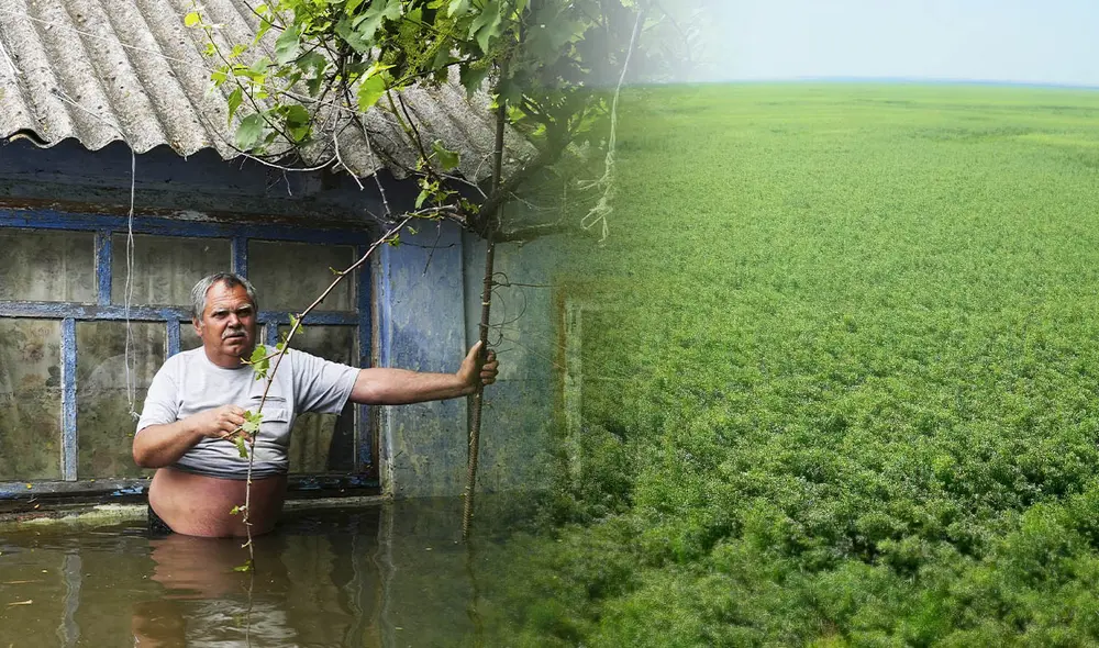 El bombardeo de la presa de Kakhovka en 2023 causó una catástrofe humanitaria en Ucrania. Ahora, un denso bosque crece en su lugar. Foto: composición LR/AFP/Vincent Mundy/The Guardian