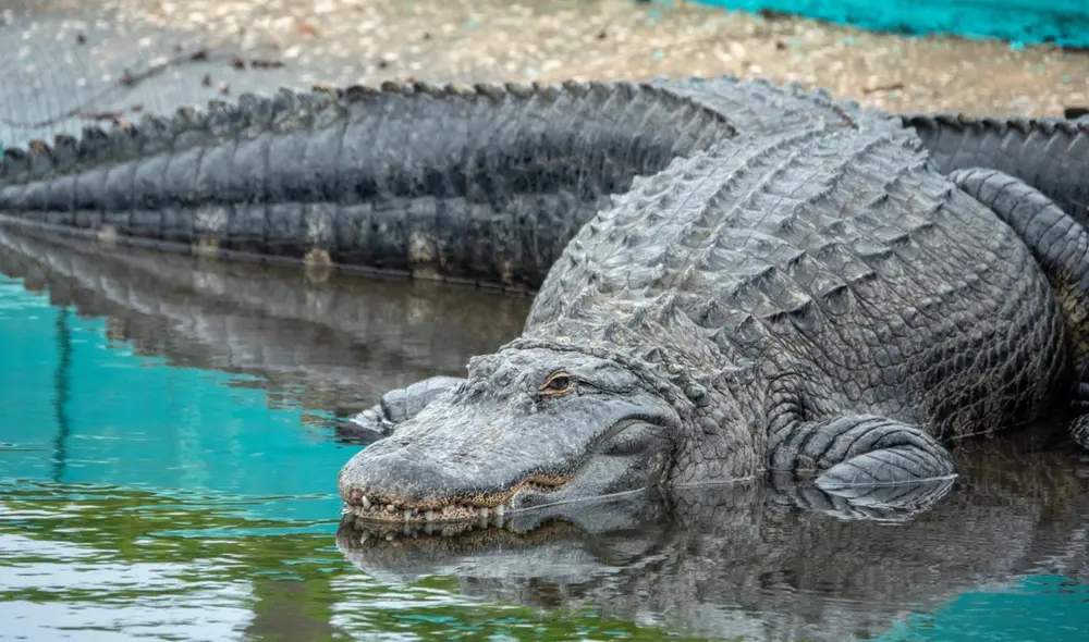 La adolescente logró sobrevivir golpeando al reptil en su cabeza mientras era arrastrada bajo el agua. Con el apoyo de un amigo, logró alcanzar la orilla. Foto: EFE