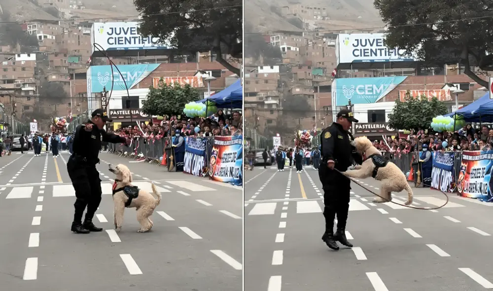 Policía hace brincar a perro entrenado en desfile de la PNP en El Agustino.