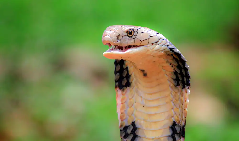 Las cobras es la especie más mortíferas, y sus mordeduras causan muertes en toda la India. Foto: Freepik