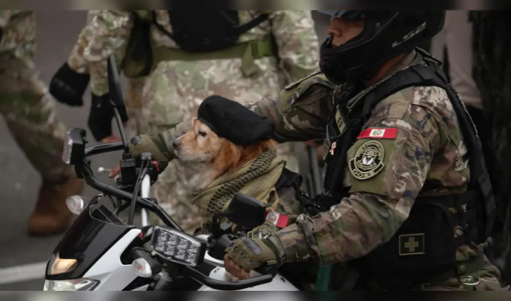 Chato, el perrito paracaidista desfilará por última vez en el Desfile Militar 2025, que se lleva a cabo en la avenida Brasil. Chato, el perrito paracaidista desfilará por última vez en el Desfile Militar 2025, que se lleva a cabo en la avenida Brasil.