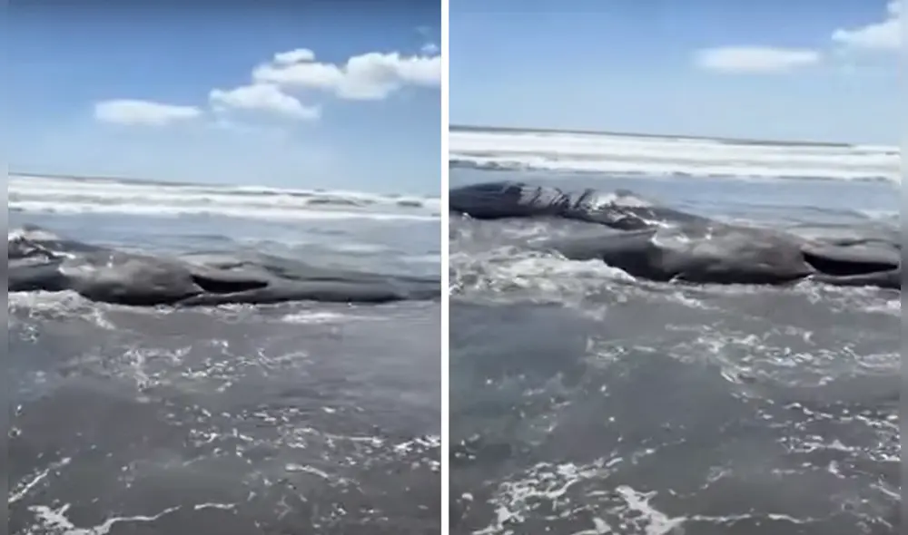 Varias ballenas encayaron en las costas de Japón después del terremoto en Rusia Varias ballenas encayaron en las costas de Japón después del terremoto en Rusia