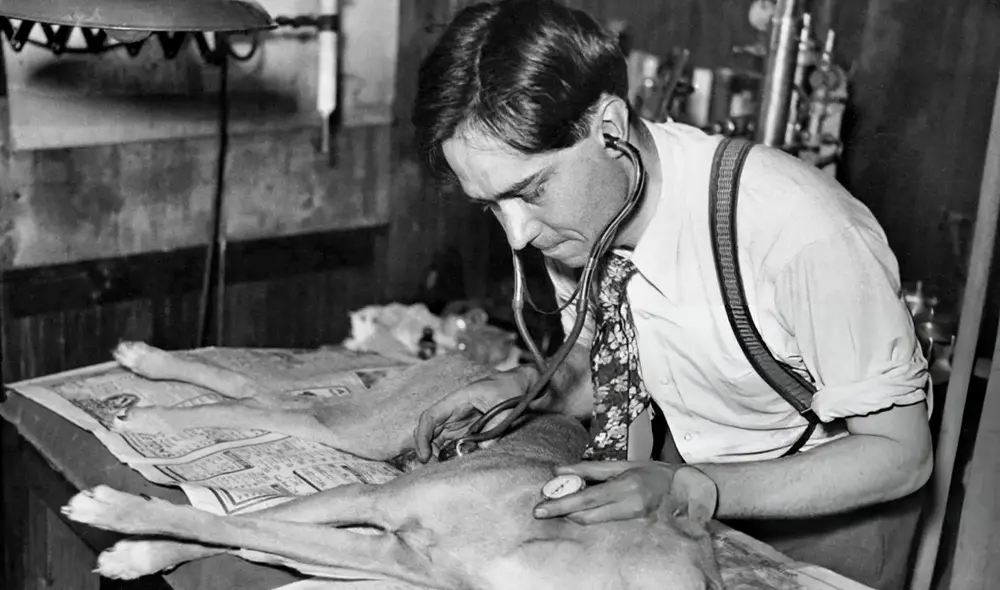 El científico Robert Cornish logró revivir dos perros pero no pudo replicarlo en humanos.