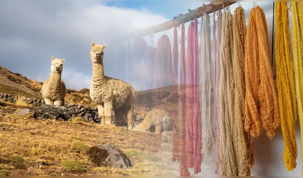 ADEX señala la urgencia de un Censo Nacional de Camélidos peruanos. Foto: composición LR/ADEX