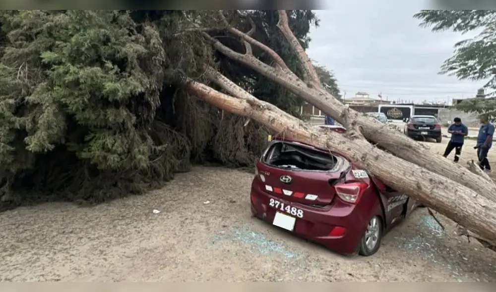 Los fuertes vientos de Paracas provocaron el desplome del árbol, dañando un vehículo en las inmediaciones del restaurante.