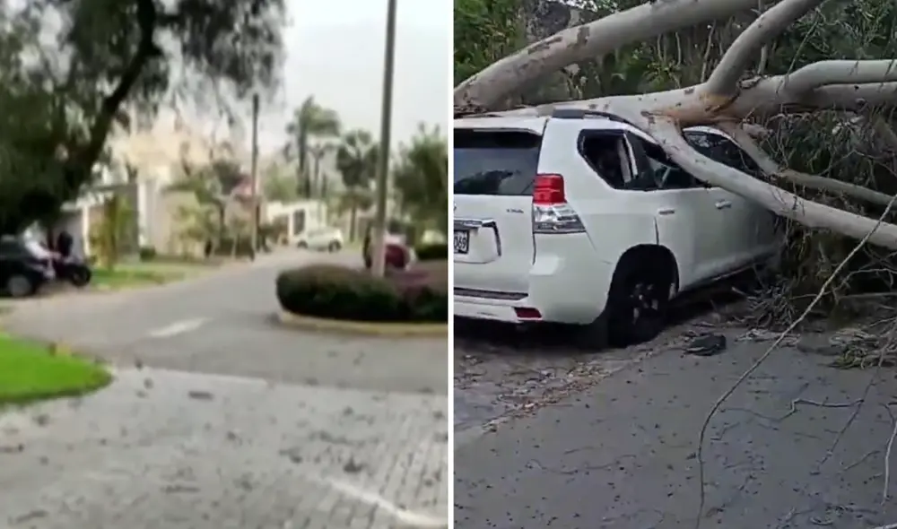 Fuertes vientos ocasionan caída de árbol en La Molina