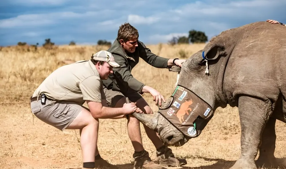 Sudáfrica combate la caza furtiva de rinocerontes.