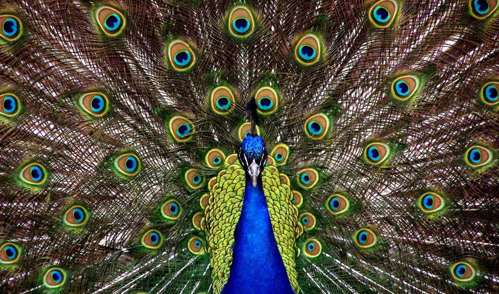 Los ojos del pavo real pueden alinear la luz convirtiéndolas en láseres de colores. Foto: Pexels Los ojos del pavo real pueden alinear la luz convirtiéndolas en láseres de colores. Foto: Pexels