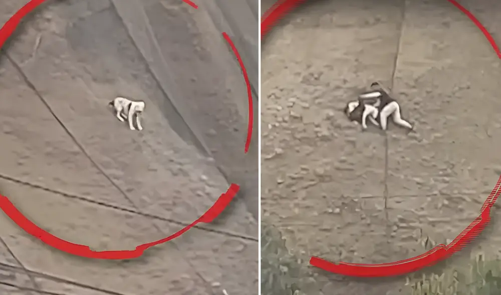 Trepó malla de acantilado para llegar hasta el can que se resbalaba. Foto: Composición LR/24 Horas