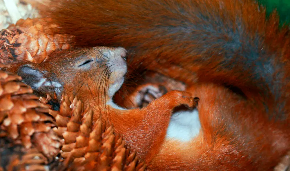 Las ardillas hibernan para conservar energía y ralentizar su metabolismo. Un factor en el gen humano podría permitirnos hacer lo mismo. Foto: Home & Roost