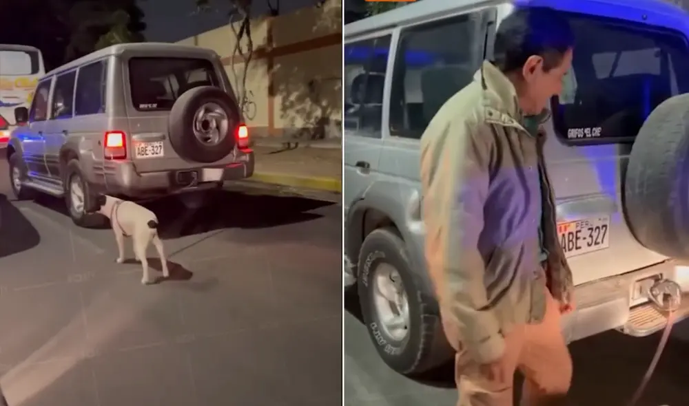 El conductor llevaba a su perro en la parte trasera de su carro.
