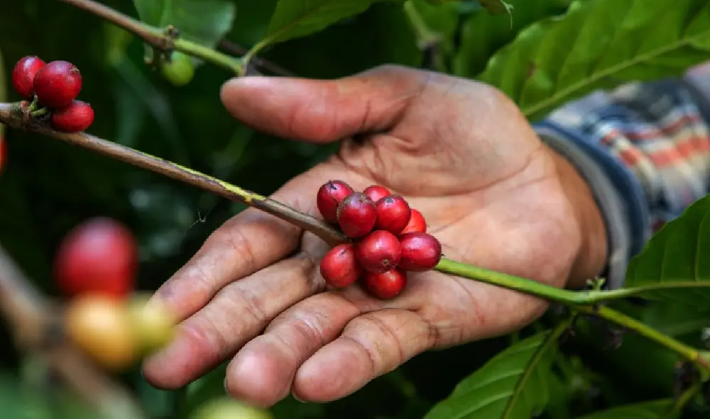 Como parte de su compromiso, Starbucks también donará sistemas Ecoline. Fuente: Difusión.