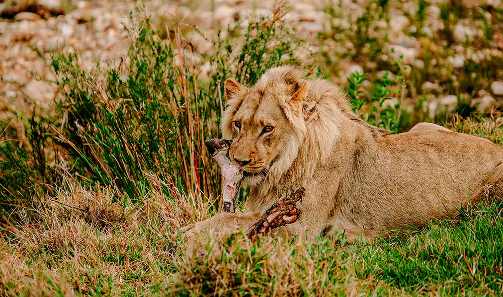 El Zoológico de Aalborg, en Dinamarca, informó en su sitio web que los animales donados serán “sacrificados de manera cuidadosa”. Foto: Freepik El Zoológico de Aalborg, en Dinamarca, informó en su sitio web que los animales donados serán “sacrificados de manera cuidadosa”. Foto: Freepik